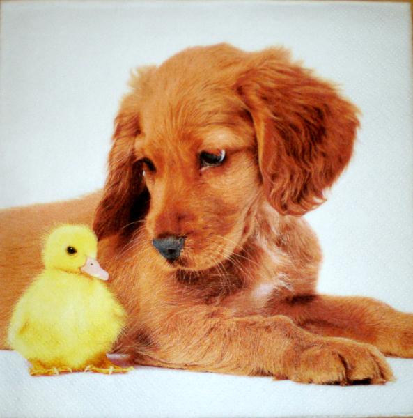 008 Hunde (8)